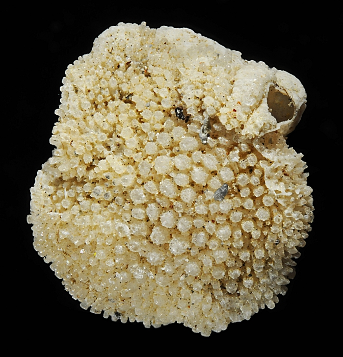 Not Neorotalia viennoti (Greig, 1935) = Risananeiza pustulosa (Opinion of Ferràndez-Cañadell in Ferràndez-Cañadell et al. (2026))