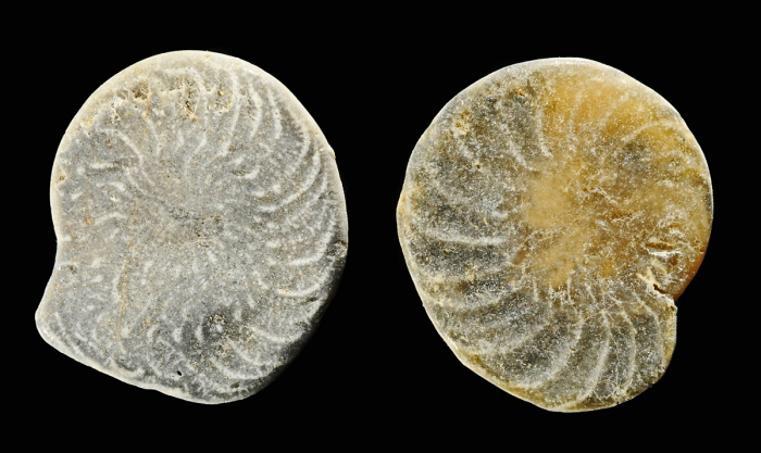 Operculina complanata (Defrance in de Blainville, 1822) Operculina complanata (Defrance in de Blainville, 1822)