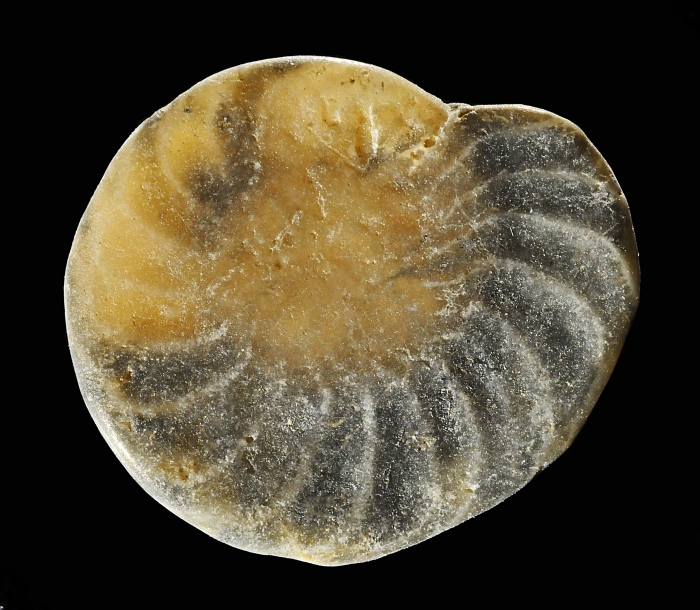 Operculina complanata (Defrance in de Blainville, 1822) Operculina complanata (Defrance in de Blainville, 1822)