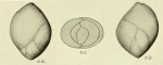Pseudopolymorphina ovalis Cushman & Ozawa, 1930