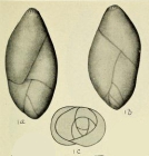 Pseudopolymorphina ovalis Cushman & Ozawa, 1930