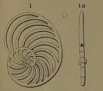 Operculina costata d'Orbigny in Michelotti, 1841