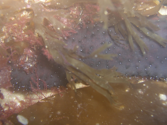 Holothuria forskali Holothuria forskali