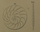 Assilina nitida Orbigny, 1904 Assilina nitida Orbigny, 1904