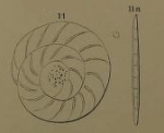 Chromista - Foraminifera (foraminifers)