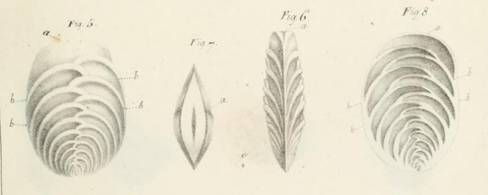 Vulvulina capreolus d'Orbigny, 1826 Vulvulina capreolus d'Orbigny, 1826