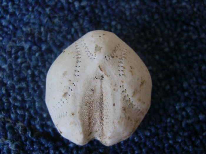 Skeleton heart-urchin Skeleton heart-urchin
