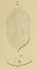 Polymorphina aculeata d'Orbigny, 1850