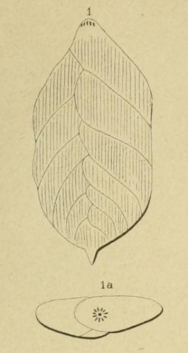 Polymorphina aculeata d'Orbigny, 1850 Polymorphina aculeata d'Orbigny, 1850