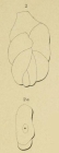 Polymorphina tuberosa d'Orbigny, 1826