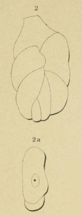 Polymorphina tuberosa d'Orbigny, 1826 Polymorphina tuberosa d'Orbigny, 1826