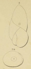 Polymorphina pupa d'Orbigny in Fornasini, 1902