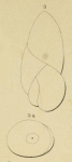 Polymorphina pupa d'Orbigny in Fornasini, 1902
