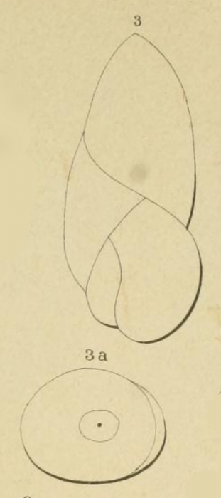 Polymorphina pupa d'Orbigny in Fornasini, 1902 Polymorphina pupa d'Orbigny in Fornasini, 1902