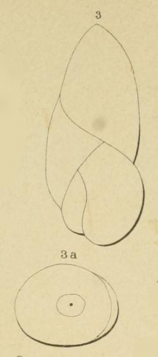 Polymorphina pupa d'Orbigny in Fornasini, 1902