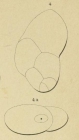Polymorphina consecta d'Orbigny, 1852 