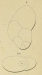 Polymorphina consecta d'Orbigny, 1852 