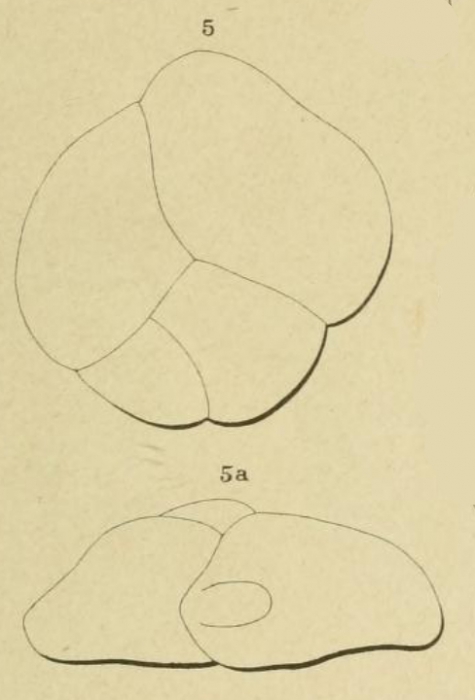 Polymorphina dilatata Orbigny, 1852