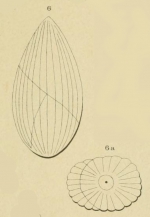 Globulina grateloupi d'Orbigny, 1852