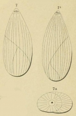 Polymorphina (Globuline) elongata d'Orbigny, 1826