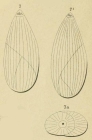 Polymorphina (Globuline) elongata d'Orbigny, 1826