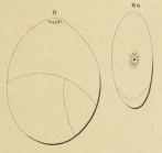 Globulina depressa Orbigny, 1850