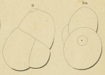 Chromista - Foraminifera (foraminifers)