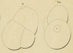 Globulina deformis Orbigny, 1852