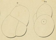 Globulina deformis Orbigny, 1852