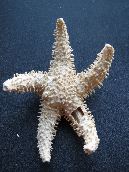 Clavaporania fitchorum, abactinal surface, Holotype Clavaporania fitchorum, abactinal surface, Holotype