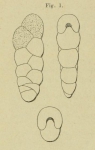 Chromista - Foraminifera (foraminifers)