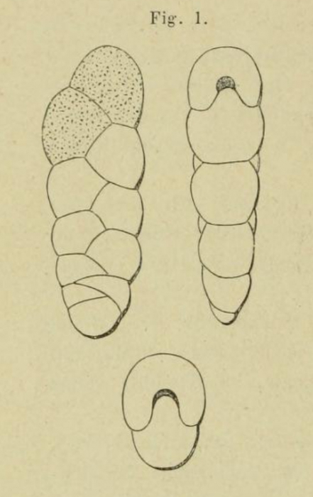 Textularia punctata d'Orbigny, 1852