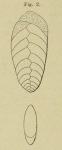 Chromista - Foraminifera (foraminifers)