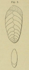 Textularia plana d'Orbigny, 1852