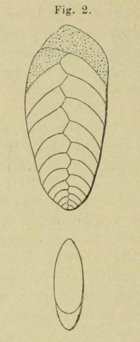 Textularia plana d'Orbigny, 1852