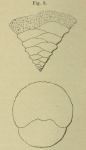 Textularia trochoides Orbigny, 1852
