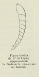 Nodosaria communis (d'Orbigny, 1826)