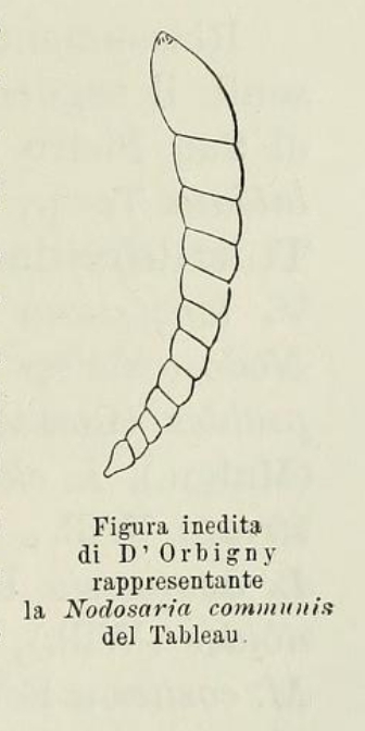 Nodosaria communis (d'Orbigny, 1826) Nodosaria communis (d'Orbigny, 1826)