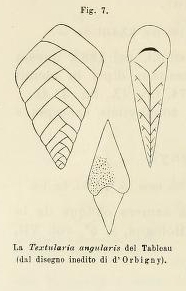 Textularia angularis d'Orbigny in Fornasini, 1887