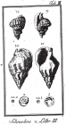 Serpula nautiloides Plate 3, fig. 22-23 in Schröter, 1786