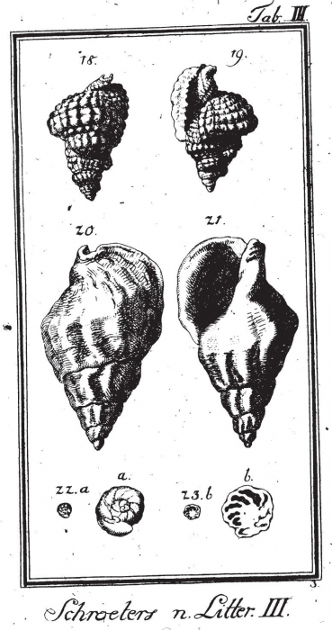 Serpula nautiloides Plate 3, fig. 22-23 in Schröter, 1786