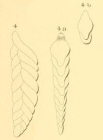 Textularia elongata Orbigny, 1852