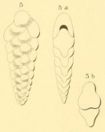 Textularia lobata d'Orbigny, 1852