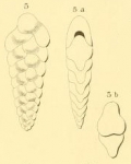 Textularia lobata d'Orbigny, 1852