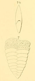 Textularia lingula d'Orbigny, 1852