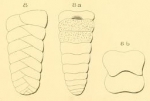 Textularia quadrangularis d'Orbigny, 1852