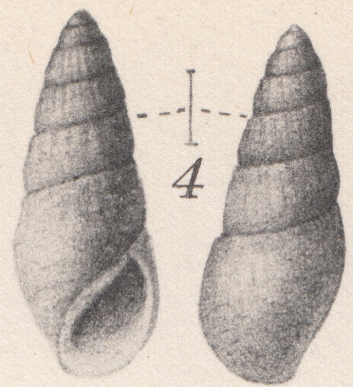 Moerchiella manzakiana (Yokoyama, 1922) Moerchiella manzakiana (Yokoyama, 1922)