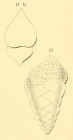 Textilaria communis d'Orbigny in Fornasini, 1901