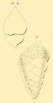 Textilaria communis d'Orbigny in Fornasini, 1901