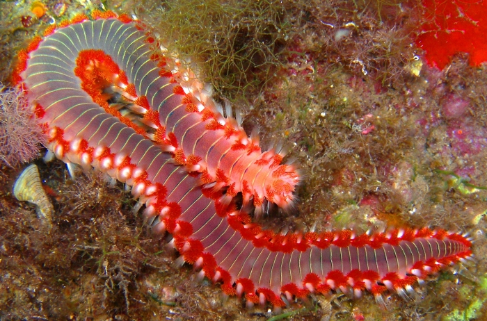 Hermodice carunculata Hermodice carunculata